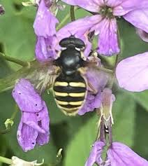 Attēlu rezultāti vaicājumam “Sericomyia silentis”