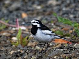 Attēlu rezultāti vaicājumam “Motacilla alba adult”