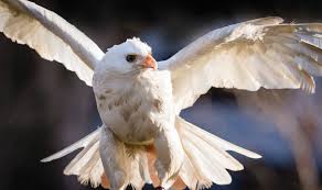 Image result for Bird