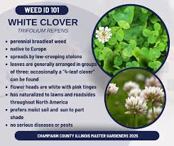 Attēlu rezultāti vaicājumam “Trifolium repens”