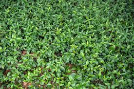 Attēlu rezultāti vaicājumam “Vinca minor leaf”