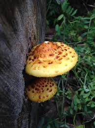 Attēlu rezultāti vaicājumam “Pholiota squarrosoides”