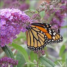 Image result for Cambridge Monarchs