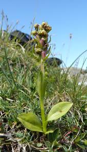 Attēlu rezultāti vaicājumam “Coeloglossum viride leaf”