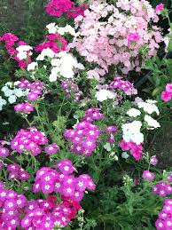 Image result for Phlox drummondii