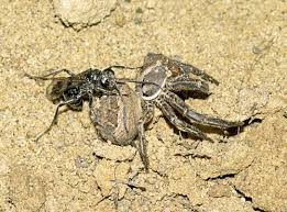 Attēlu rezultāti vaicājumam “Dipogon sp.”