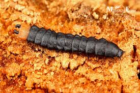 Attēlu rezultāti vaicājumam “Lygistopterus sanguineus”