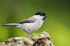 Attēlu rezultāti vaicājumam “Poecile palustris adult”