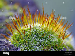 Attēlu rezultāti vaicājumam “Siphoptychium violaceum macro”