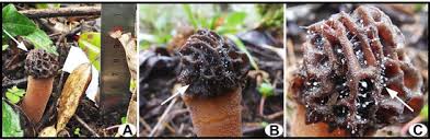 Attēlu rezultāti vaicājumam “Lamproderma puncticulatum spores”