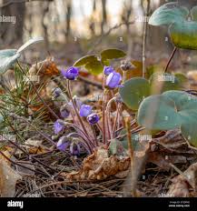 Attēlu rezultāti vaicājumam “Hepatica nobilis bud”