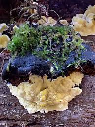 Attēlu rezultāti vaicājumam “Flaviporus citrinellus”