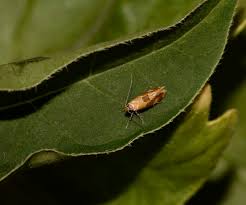 Attēlu rezultāti vaicājumam “Epicallima formosella”