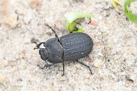 Attēlu rezultāti vaicājumam “Opatrum sabulosum”