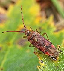 Attēlu rezultāti vaicājumam “Pantilius tunicatus imago”