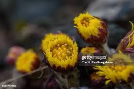 Attēlu rezultāti vaicājumam “Tussilago farfara flower”