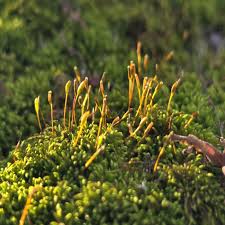 Attēlu rezultāti vaicājumam “Leskea polycarpa”