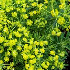 Attēlu rezultāti vaicājumam “Euphorbia palustris”