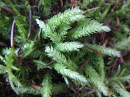 Attēlu rezultāti vaicājumam “Dicranum undulatum”