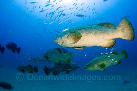 Image result for Epinephelus itajara