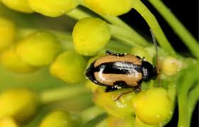 Attēlu rezultāti vaicājumam “Phyllotreta sp.”