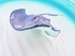 Image result for Hypanus americanus