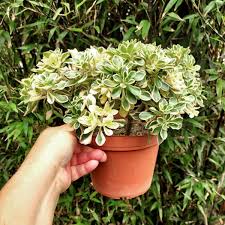 Image result for Aichryson