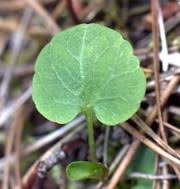 Attēlu rezultāti vaicājumam “Campanula rotundifolia leaf”