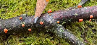 Attēlu rezultāti vaicājumam “Lycogala exiguum aggr. sessile”