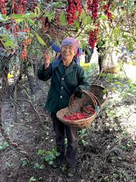 Attēlu rezultāti vaicājumam “Schisandra chinensis flower”