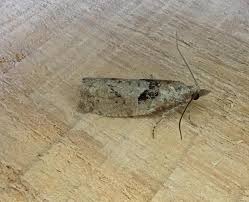 Attēlu rezultāti vaicājumam “Epinotia brunnichana”