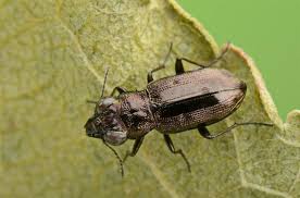 Attēlu rezultāti vaicājumam “Notiophilus biguttatus”