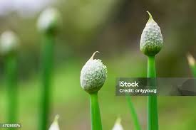 Attēlu rezultāti vaicājumam “Allium cepa bud”