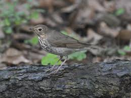 Image result for Catharus ustulatus