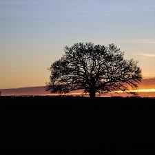 Image result for Albrighton Cricket Club