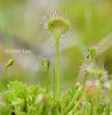 Attēlu rezultāti vaicājumam “Drosera rotundifolia flower”