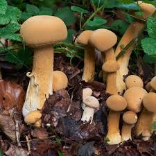 Attēlu rezultāti vaicājumam “Phaeolepiota aurea”