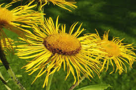 Attēlu rezultāti vaicājumam “Inula britannica flower”