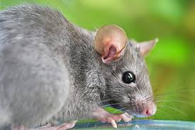 Attēlu rezultāti vaicājumam “Muridae”