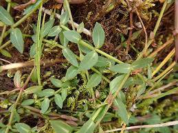 Attēlu rezultāti vaicājumam “Veronica scutellata leaf”