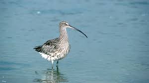 Image result for Numenius tenuirostris