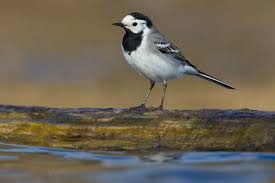 Image result for Motacilla alba