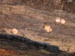 Attēlu rezultāti vaicājumam “Lycogala cf. oleocrystalliferum sessile”