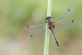 Attēlu rezultāti vaicājumam “Leucorrhinia rubicunda”