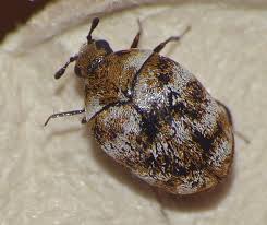 Attēlu rezultāti vaicājumam “Anthrenus verbasci”