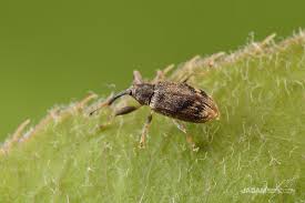 Attēlu rezultāti vaicājumam “Anthonomus pomorum”