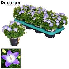 Image result for Campanula isophylla