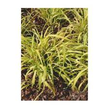 Attēlu rezultāti vaicājumam “Milium effusum”