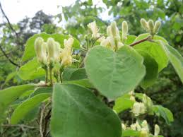 Attēlu rezultāti vaicājumam “Lonicera xylosteum bud”