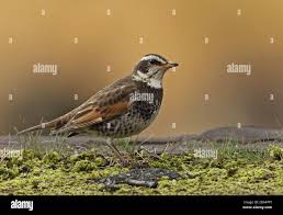 Image result for Turdus eunomus